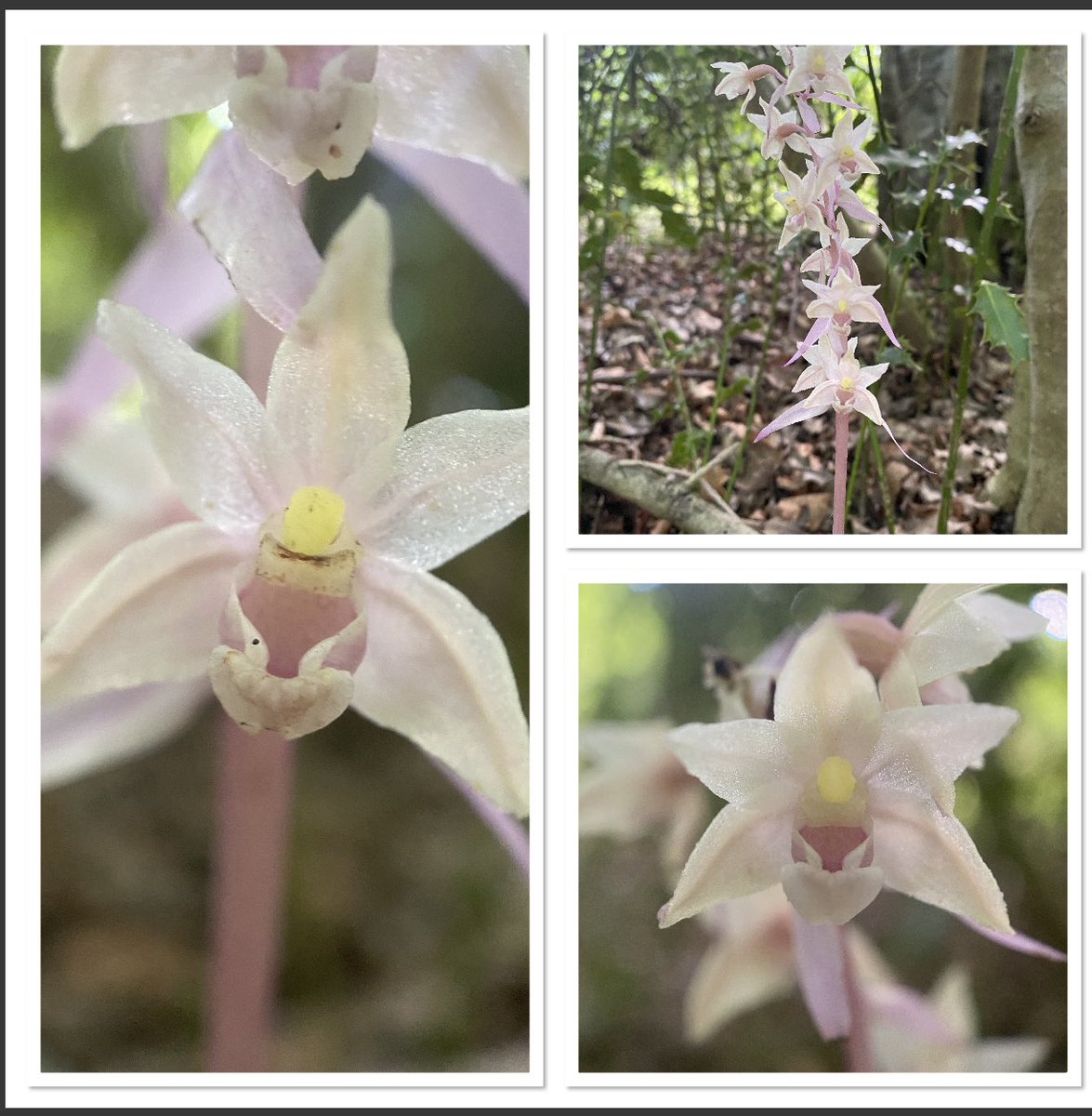 Epipactis purpurata finally flowered, I’ve been waiting a few weeks for this to open in Buckinghamshire. 😁 @ukorchids