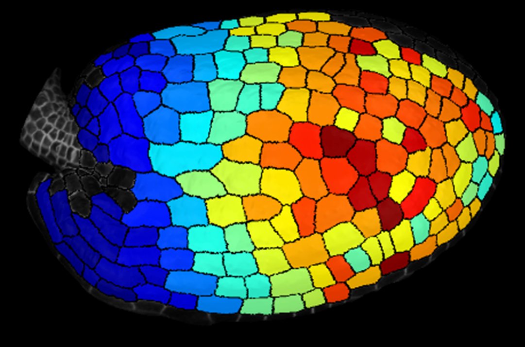 Mechanical signals affect cell growth anisotropy through microtubules, but is it enough to shape organs? Not really! 

Check the work of my PhD student Amélie Bauer who showed how different responses to mechanical signals shape the seed of Arabidopsis:

doi.org/10.1101/2023.0…