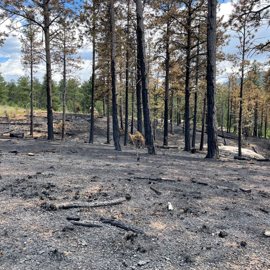 This summer, <a href="/USFSRockyMtns/">USFS Rocky Mountains</a> conducted two prescribed burns in the Pike National Forest, burning 250 acres. Healthy forests are important to Denver Water because our water flows through forest land before it reaches our reservoirs. More: bit.ly/3KLV9ji <a href="/RestoreRockies/">Rocky Mountain Restoration Initiative</a>