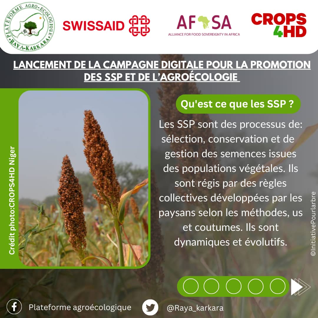 Raya_Karkara's tweet photo. Raya Karkara et ses partenaires (@AFSA et @SwissaidNiger) lancent la campagne digitale pour la promotion des systèmes semenciers paysans au @Niger (SSP). 
#Rayakarkara #SSP_SA_Niger #SSPNiger
#Niger #AFSA #Agroecology4Climate
#Viacampesina #CGLT #COASP https://t.co/egNQjpCrmM