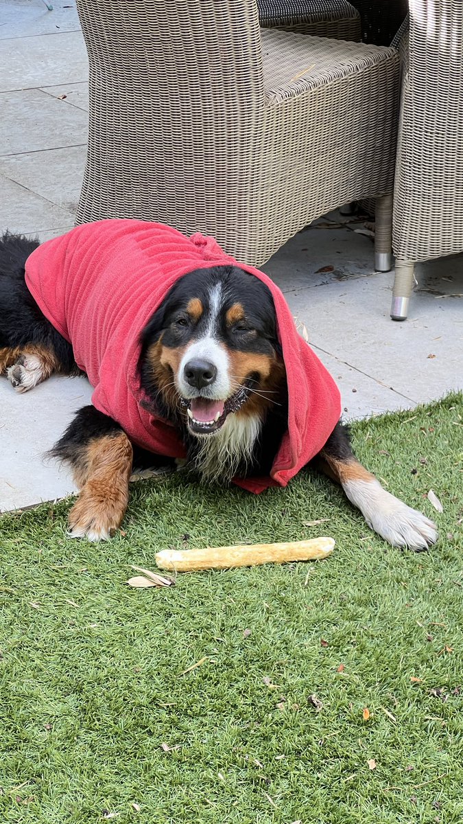 Maggie Dog tweet media