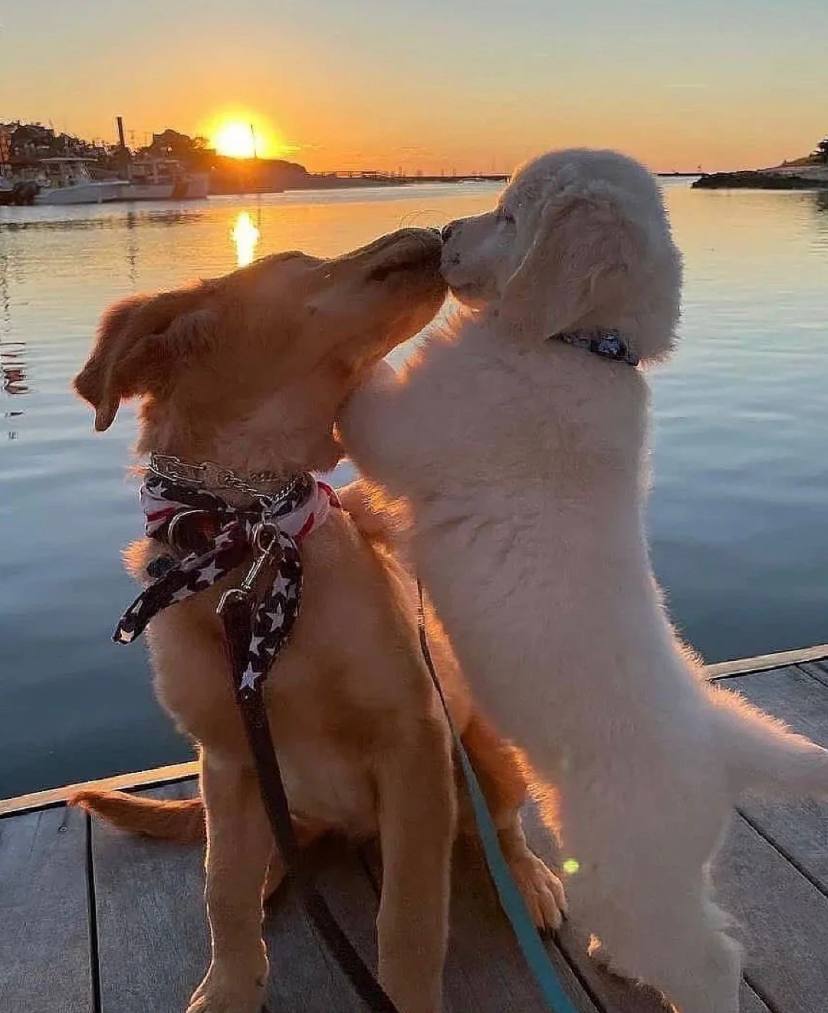 Whose heart was sprung🥹Puppies snuggling at sunset.