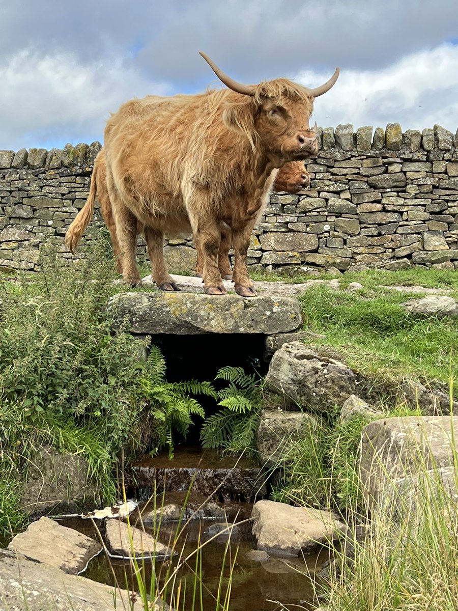 Highland at Baslow Edge ❤️ #Derbyshire #baslowedge #baslow #cows #photography #loveanimals #highlandcows #highlandcoo #peakdistrict