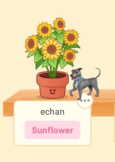 StreaminTearz's tweet photo. WOY MANIFESTING NAMAIN ECHAN BIAR DAPET SUNFLOWER, &amp;&amp;&amp;&amp;&amp;&amp; BENERAN DAPET 🥹🥹🥹🥹🥹 https://t.co/xCdnfGjoc9