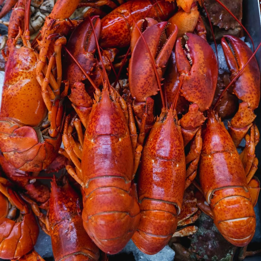 MarinosMHNJ's tweet photo. Did you know that lobster has many health benefits? They contain Omega-3 fatty acids that fight heart disease and stroke. Eating our seasonal lobster rolls and pizza will benefit your taste buds and your body.🦞 #MyMarinos #Marinos #MarinosOfMullicaHill #MullicaHill #NewJersey https://t.co/zb9hwmeRey