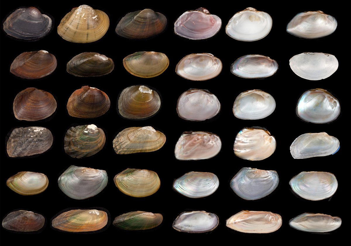 FloridaMuseum's tweet image. Roughly 1/3 of all freshwater mussel species in the U.S. are at risk of extinction. To help protect them, imaging specialists are creating digital and 3D models of museum specimens to use as identification training material. Story:
floridamuseum.ufl.edu/science/scient…