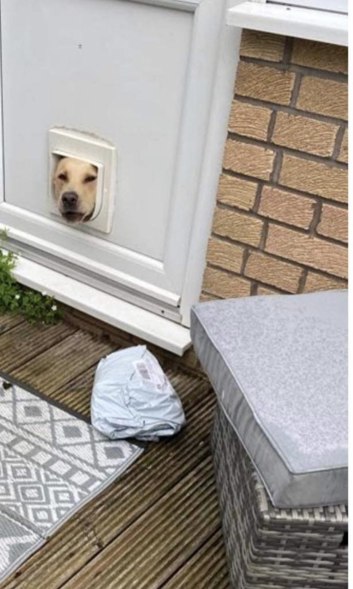 Jordanbhoy1992's tweet photo. Proof over delivery from the Evri driver today featuring my dog 🤣🤣🤣 https://t.co/2POj49bHrP