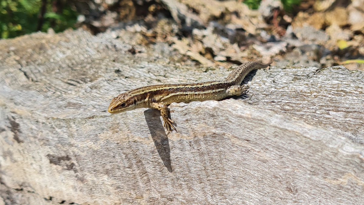 BorealTrees tweet media