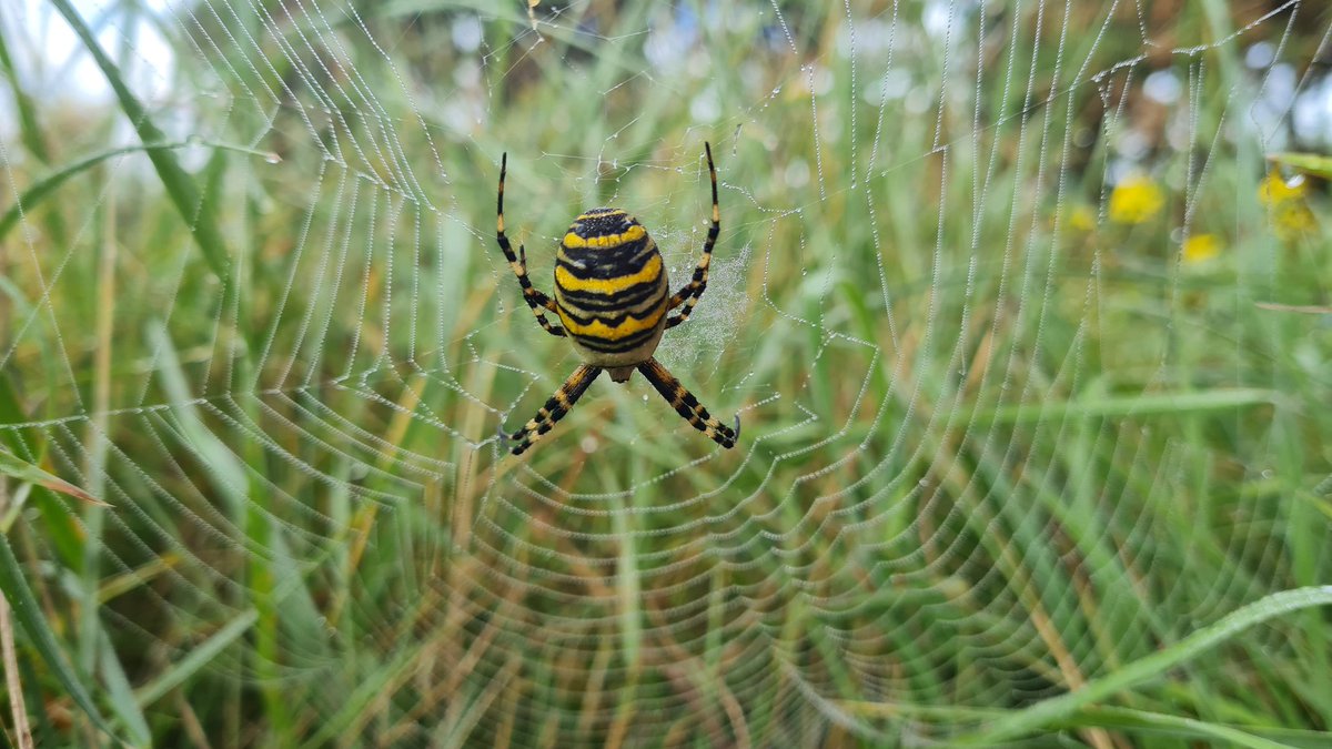 BorealTrees tweet media