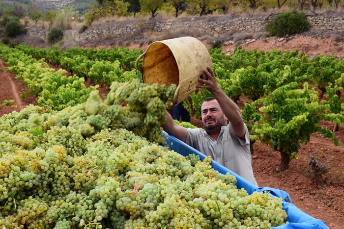 La vendimia 2023 en Cataluña: un año marcado por la sequía: Impacto de la sequía en la producción vinícola de Cataluña. vinetur.com/2023082274891/…