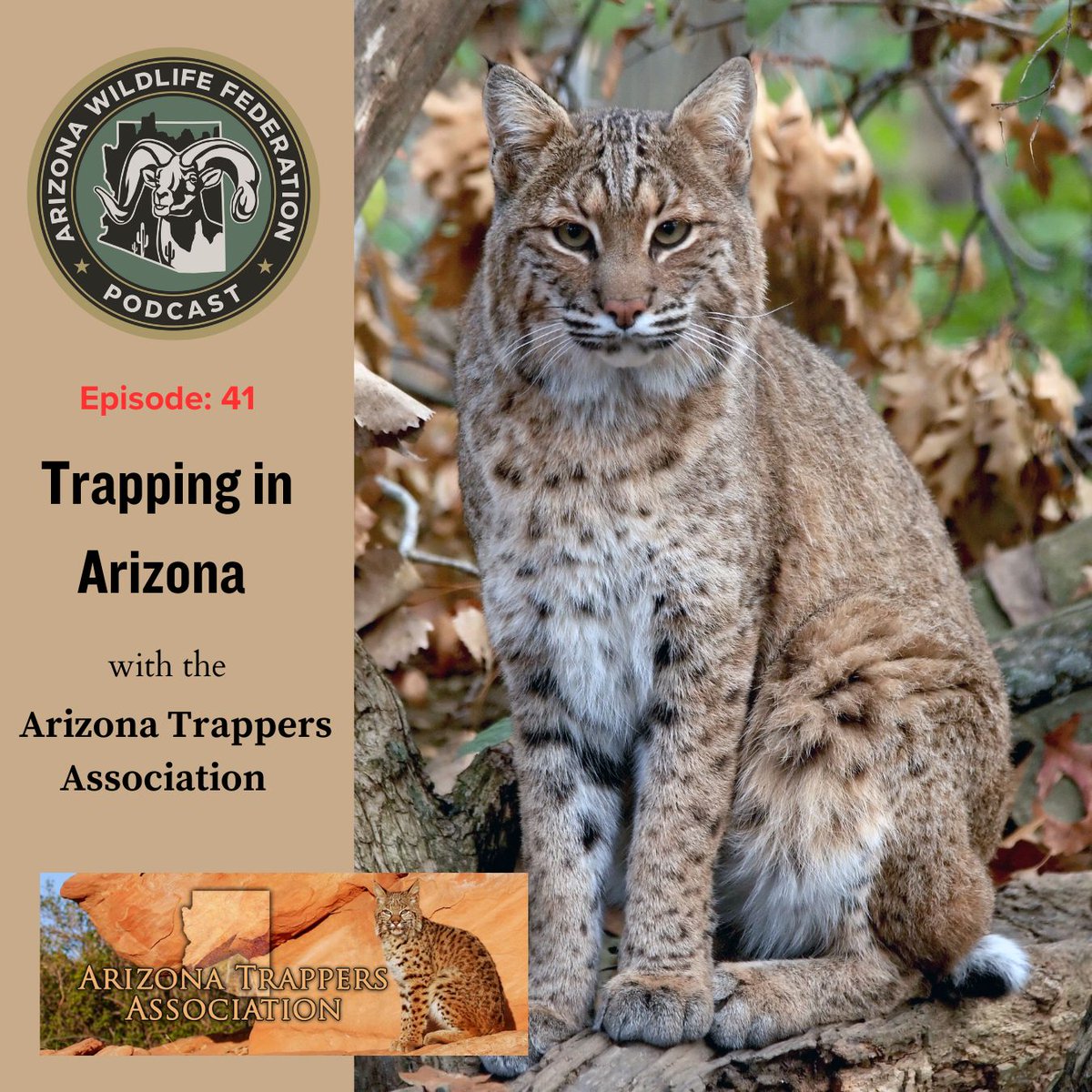 ⏰New Podcast Episode!⏰ Trapping for food and fur is an ancient pastime that is still practiced today by many. Listen in on this episode of the Arizona Wildlife Federation Podcast and learn all about trapping in Arizona. Listen here: podcastq5.podbean.com/e/trapping-in-…