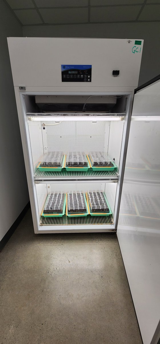 TheunPakProject's tweet photo. Happy first day of the Fall semester at CofC! Exciting news - we have a brand new experiment underway. Arabidopsis germination is always an interesting process to watch, and these plants are now just 7 days old. Stay tuned for updates on our progress! #CofC #Arabidopsis https://t.co/cz712VreD4
