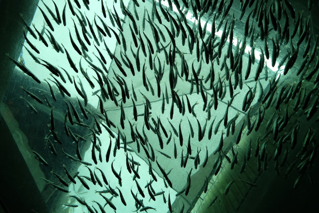 🐟 The future of aquaculture lies in digital transformation, with machine learning technologies making farms more efficient and sustainable. buff.ly/43LuycL #Aquaculture #AI #SustainableSeafood #ArtificialIntelligence #ROI #FishTech #MaritimeTech #OceanTech