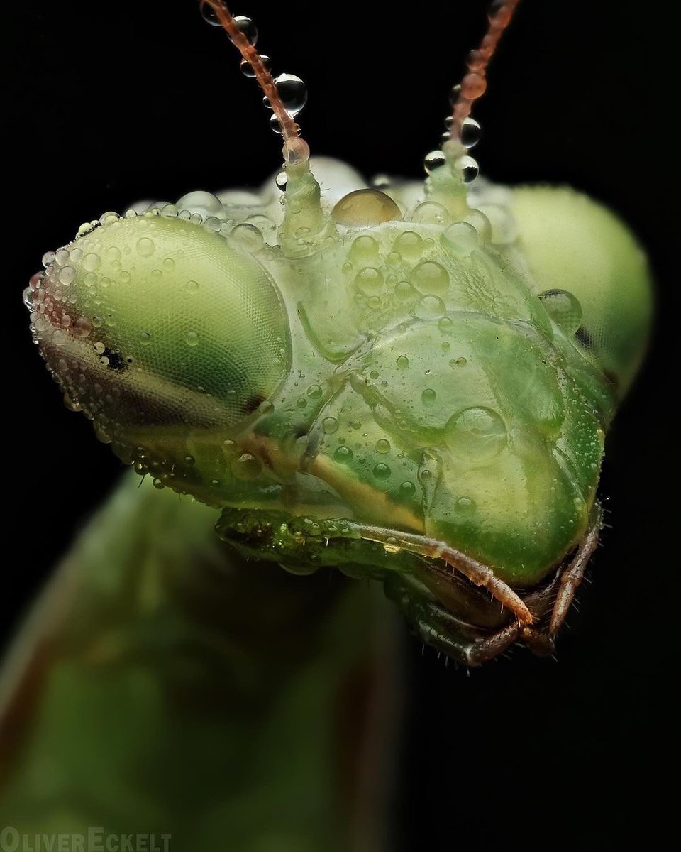 Praying Mantis (Mantis religiosa), photo taken by Oliver Eckelt
