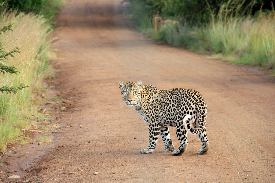 I’ll take a one home 🐯🐯🐯
#SriLankanLeopard So adorable 🥰 
(Photo from internet 🛜)