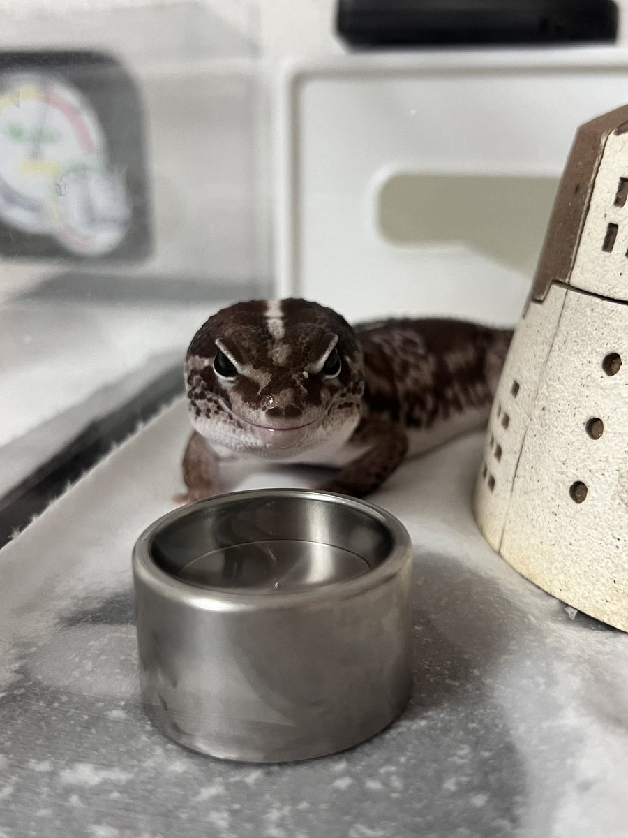 asari_geckos's tweet photo. うゐたんが欠伸するタイミング完全に理解した🫨🫨🫨

#ニシアフ 
#ニシアフリカトカゲモドキ https://t.co/RQhXjvo6OP