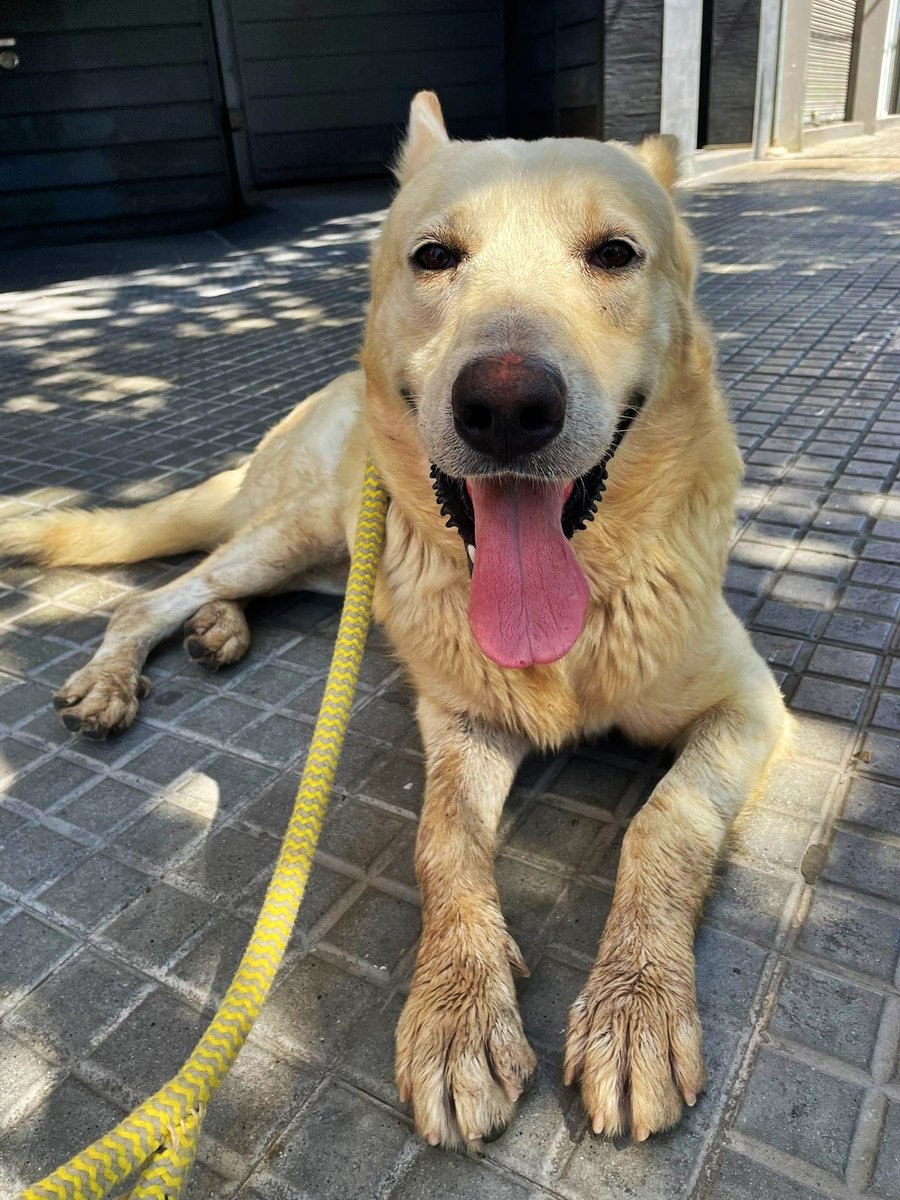 SosAbuelos1's tweet photo. Estábamos pletóricos, felices, porque el abuelito #BONNI ya estaba en #BARCELONA para irse a su casa de acogida!!!, pero.... finalmente no ha podido ser 😓. Esta se ha caído, y ahora el viejito se encuentra allí sin nada.

Así que hacemos un llamamiento a toda esa gente que nos sigue desde la ciudad Condal, porque seguro que entre todos hay alguien que puede ofrecerle temporalmente su hogar.

Es mayor, buenísimo y sociable con perretes.
Compartís por favor???

✉️ peludosbc@gmail.com