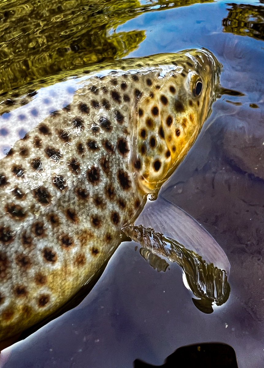 A few fly changes, moving from an upstream dry to downstream and being patient paid off.