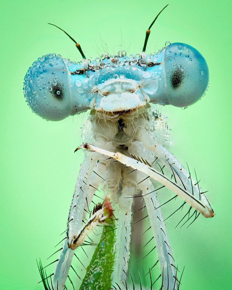 Dewy Damselfly (Coenagrion Purls), photo taken by Martin Cureja. 
#macrophotography #insects #wildlife