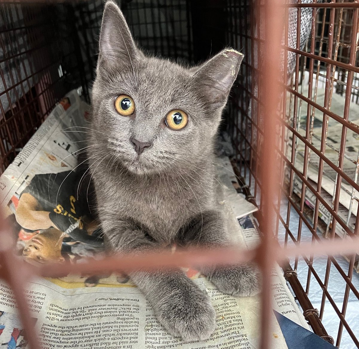 Montgomery County Community Cat Coalition (MC C³) tweet media