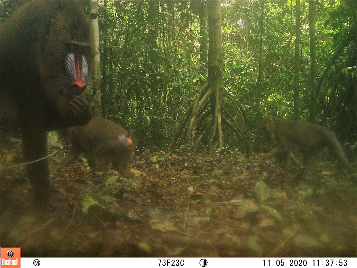 tiff_degroot's tweet photo. *chef's kiss* 

#CameraTrapTuesday https://t.co/w1zsnypGlp