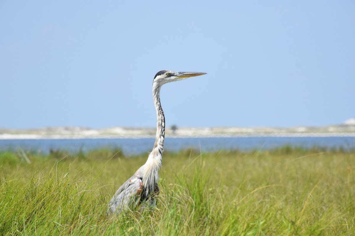 MyFWC's tweet photo. A reminder to help our feathered friends,

➡️Keep 300+ feet from wading, shore and seabird…groups? flocks? *Googles quickly* A group of seabirds are called WRECKS.

➡️Do not intentionally force birds to fly or run boats or personal watercrafts close to shore.

➡️Keep pets leashed when visiting the shore.

➡️Avoid bird colonies during the nesting season.

➡️Honor signs that designate areas as closed or sensitive for wildlife and encourage others to do the same.

➡️Always dispose of trash and food in designated containers to avoid attracting predators.