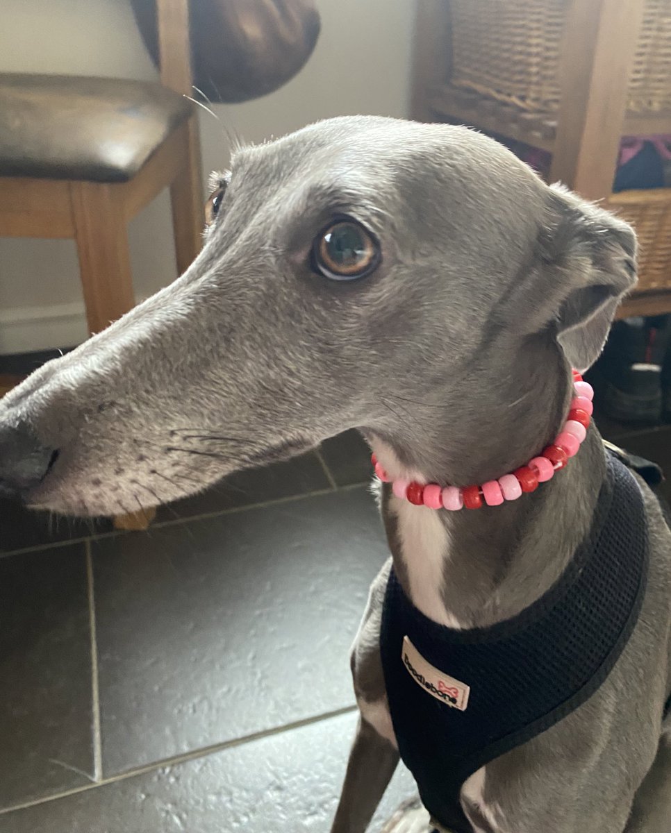 ReputaSianLaura's tweet photo. This is your sign to make a friendship bracelet for your dog 🩷 https://t.co/RuxsAb2DYv