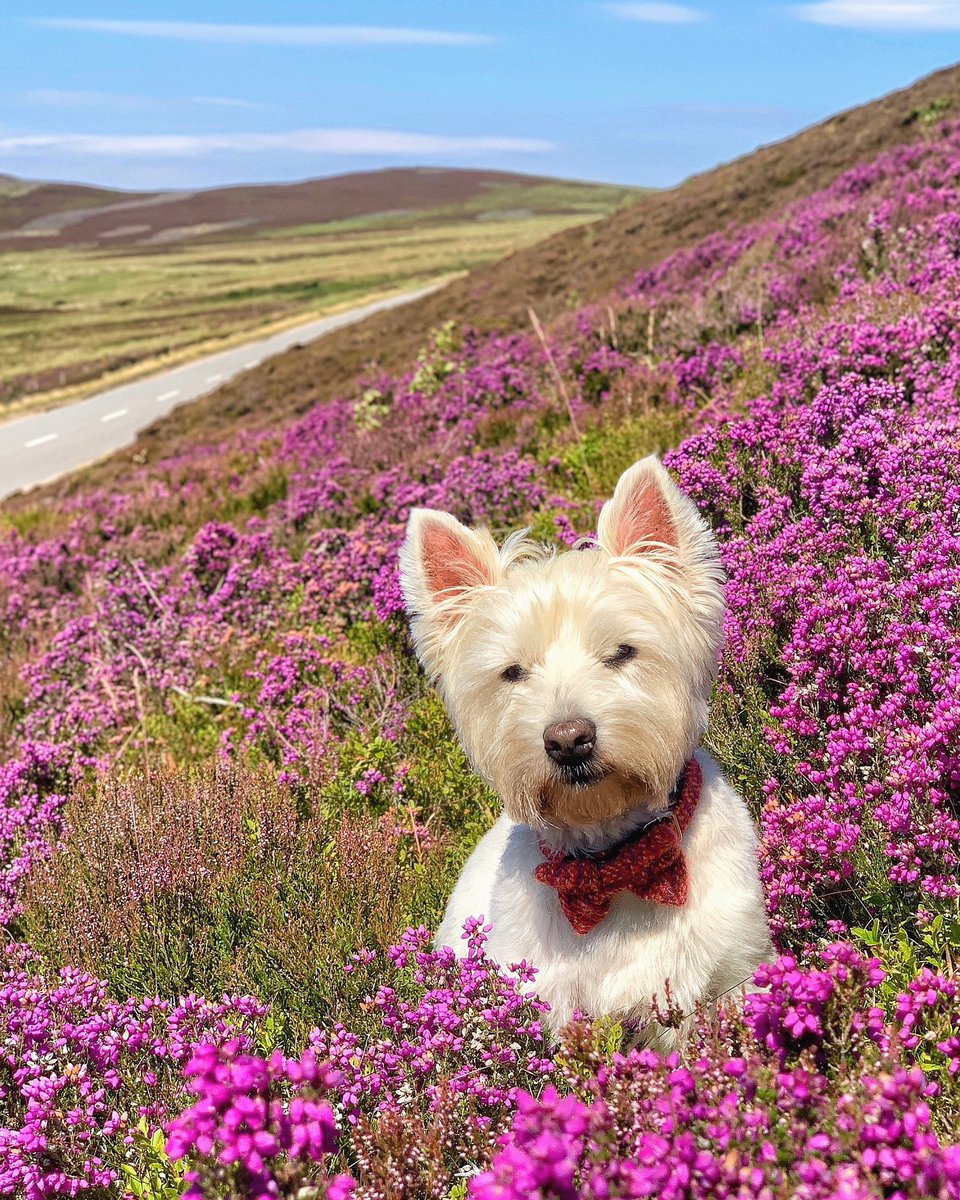 Theweewhitedug's tweet photo. Since heather season is in full bloom, here’s the Wee White Dug surrounded by it. In winter this road in the #CairngormsNationalPark is often impassable due to snow. In summer it’s a riot of colour. 

Have you experienced heather season in #Scotland before? #visitscotland https://t.co/6yCUwPwoop