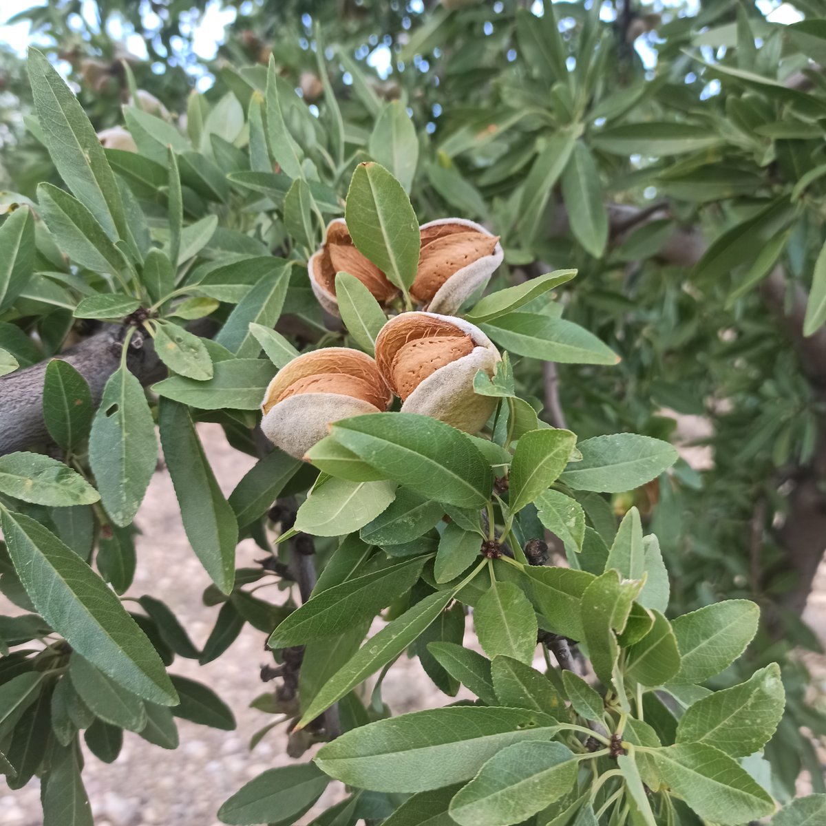 redfaragon's tweet photo. Disponible el informe sobre el estado de los #frutossecos 🥜🥜
Aumento de síntomas de #manchaocre y presencia de #mosquitoverde. Disminución de capturas de #carpocapsa
https://t.co/VCvSJoxtUY https://t.co/FAIspAWodD