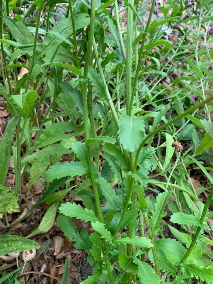 Ox Eye Daisy - a moderate feed because it belongs to the chrysanthemum family. Some members of this family are no feeds because they contain pyrethrins, though oxeye daisy isn’t known to be one. The weed is high in beta carotene, riboflavin, niacin vitamin B3 and potassium.