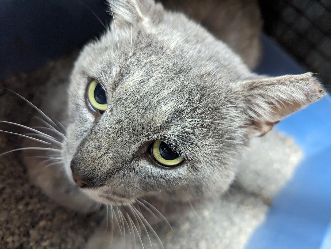 Montgomery County Community Cat Coalition (MC C³) tweet media