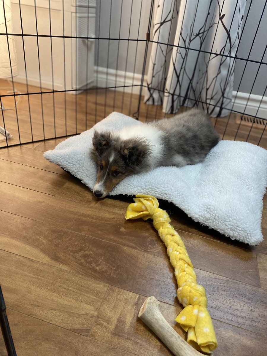 Stitch was a cute quiet bean this morning - full of qualitative analysis training &amp; breakout sessions, facilitated by <a href="/JessicaMannette/">Jessica Mannette (she/her)</a> and joined by @megchurchill_! He would like everyone to know that he can be quiet (sometimes) during virtual meetings.🤣 <a href="/SGrant_RD_PhD/">Shannan Grant (she/hers)</a>