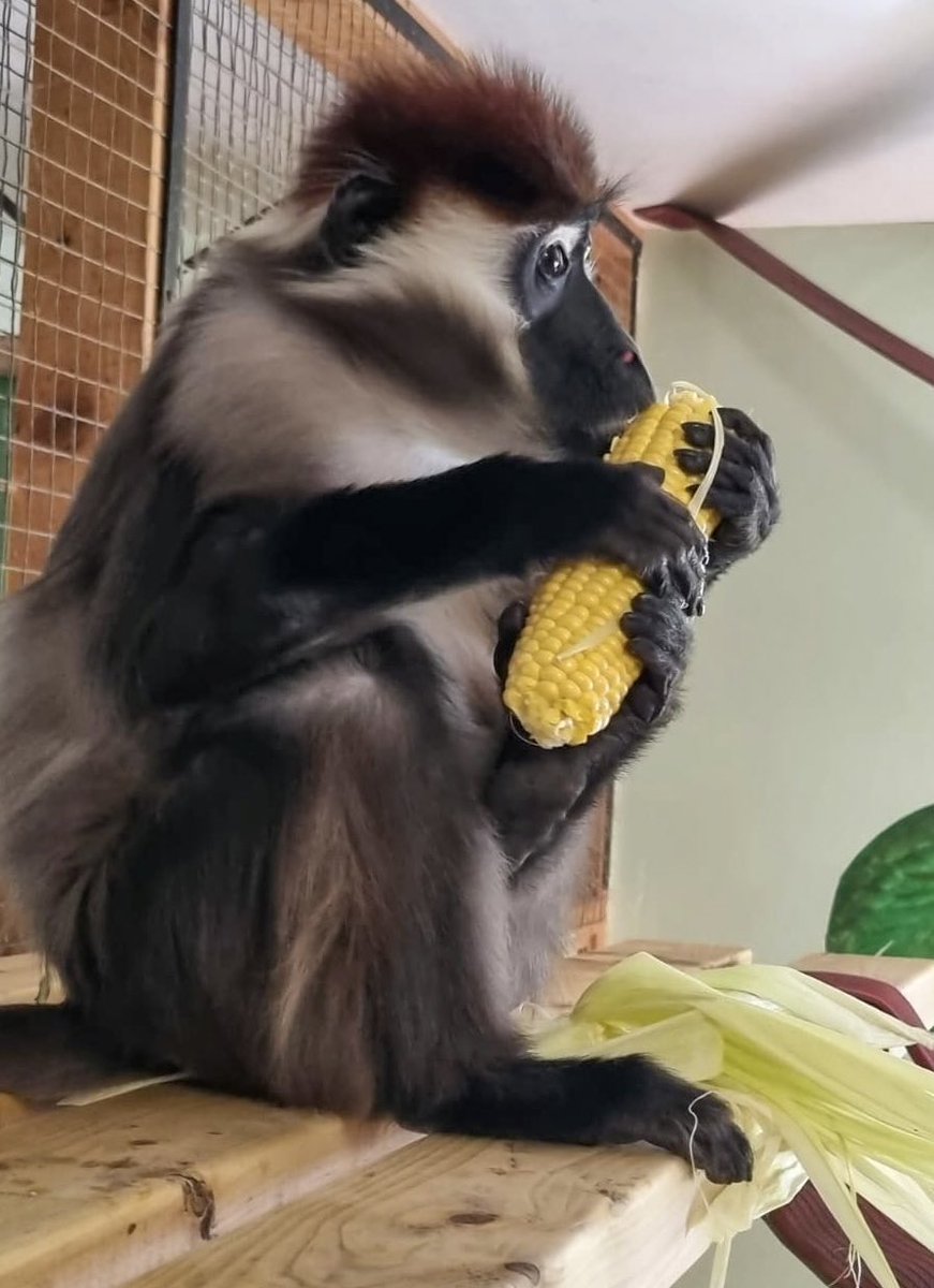 The cobs are a thumbs up from Bog!🌽👍🏼 Enjoy the cutest little photo dump of our animals loving their donated cobs from @WaveProject 🌽🫶🏼 Thank you for kindly gifting us your left over corn from the @IOWGarlicFest! As you can see our monkeys and gibbons are loving them! 😋