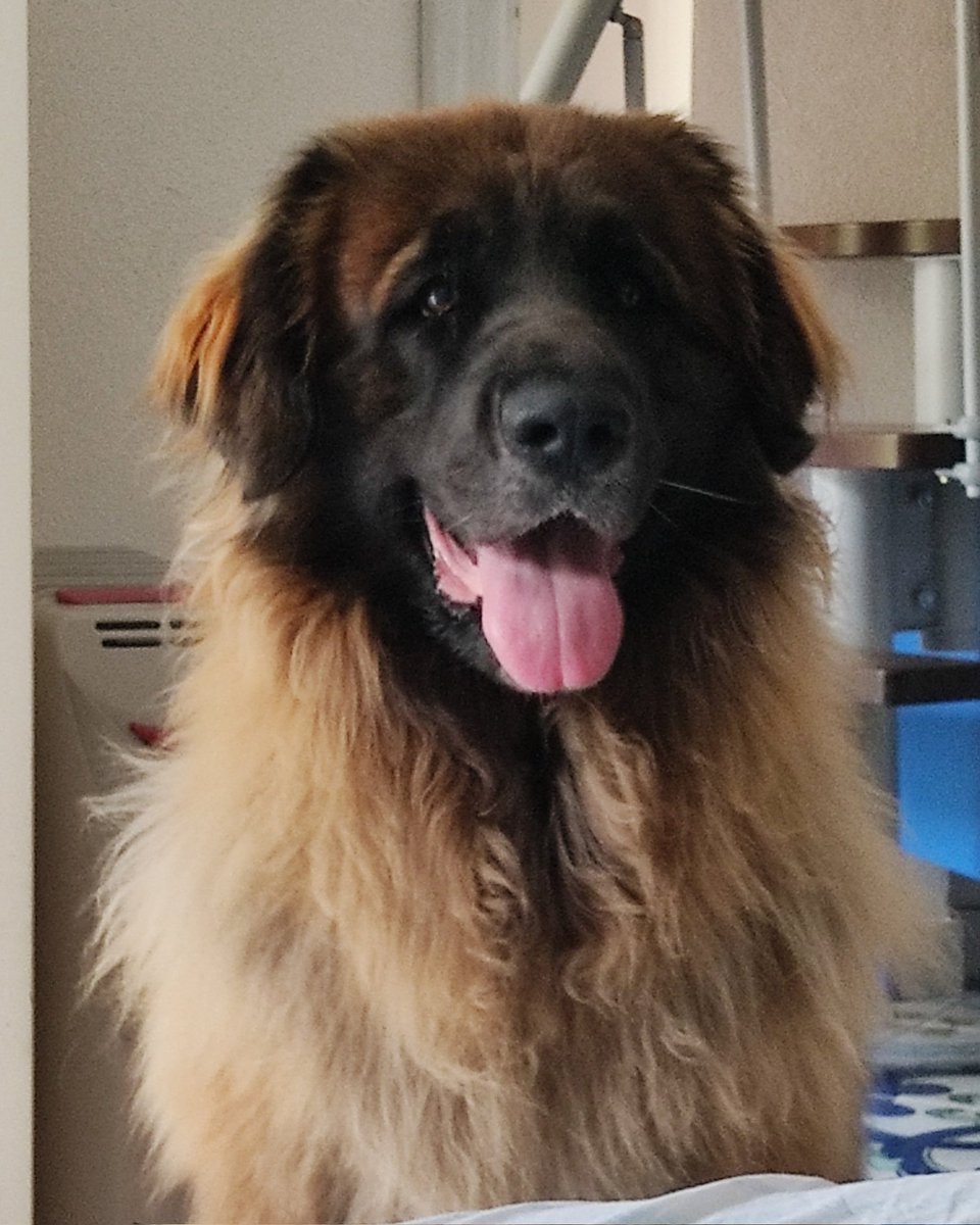 netnando's tweet image. Ariel #leonberger ❤️❤️❤️❤️❤️❤️