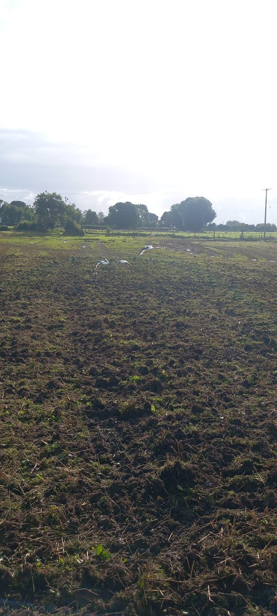 The biology police  have arrived.  Who tells them . 
<a href="/ArableSam/">Samuel Deane</a> <a href="/GillianIOFGA/">Gillian IOA</a> <a href="/KevinoHanlon12/">Kevin o Hanlon</a> <a href="/NatOrgSkill/">National Organic Training Skillnet</a> <a href="/tierney1981_t/">Tommy</a> <a href="/johnfseery/">John Francis Seery</a> 
<a href="/TeagascOrganics/">TeagascOrganics</a>