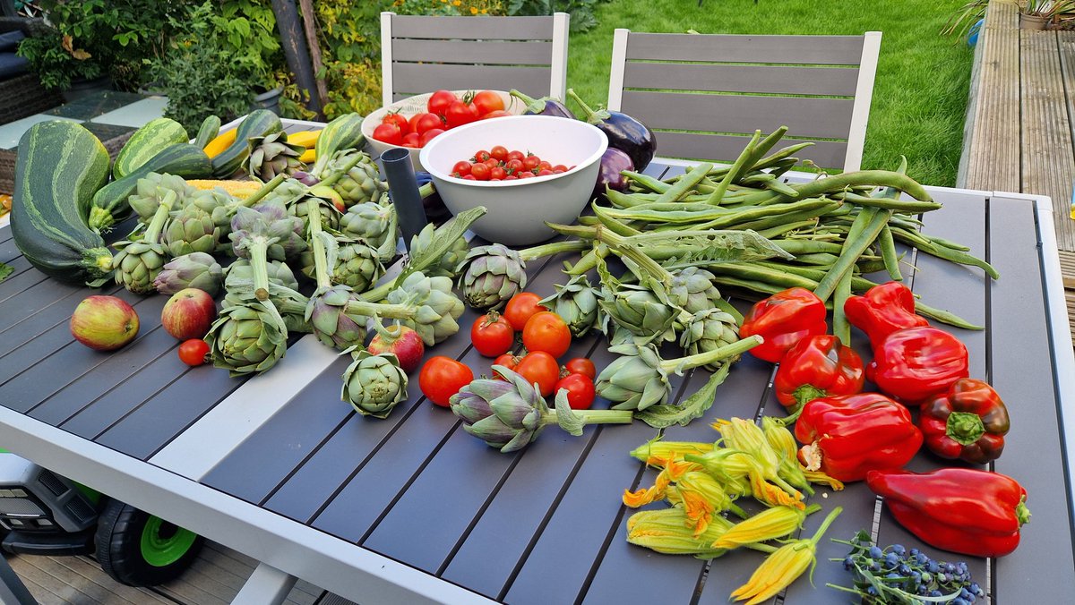 Back from the hols and no need to go shopping! 🤩 #allotmentlife #homegrown