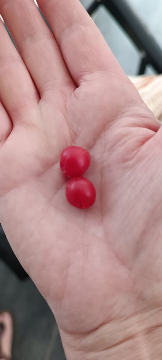 HeidiEngelskir2's tweet image. Is there actually an entry in the Guinness Book of Records for the #smallest #tomatoes?  🤣