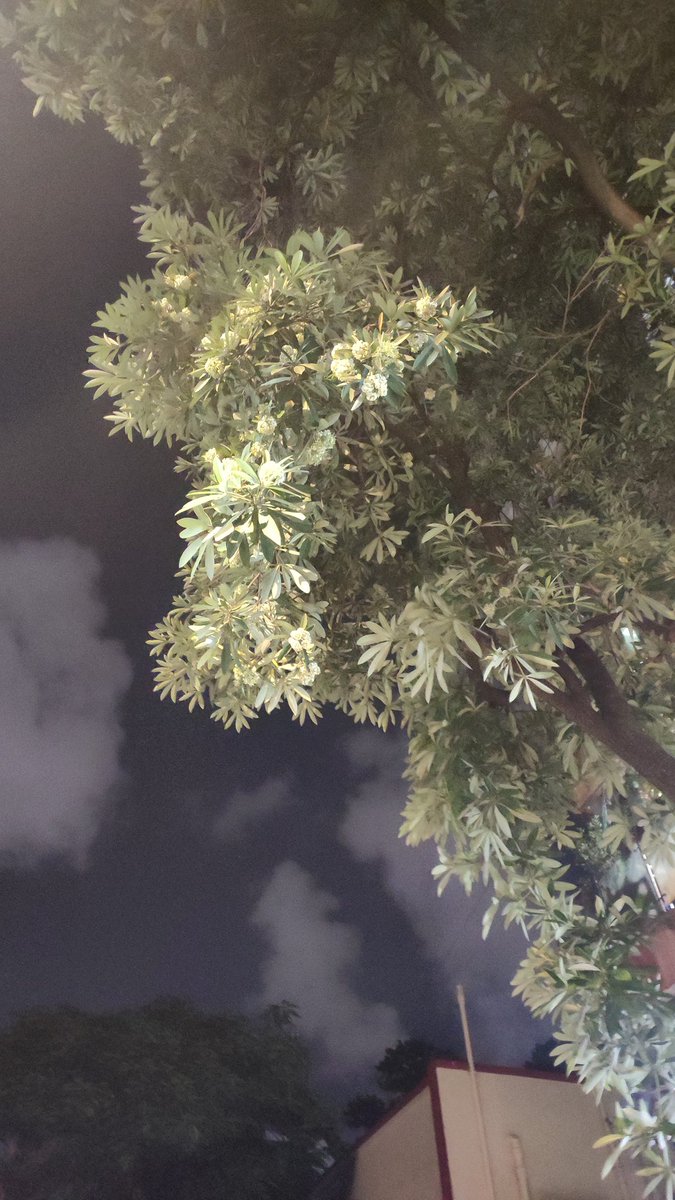 3d_india's tweet photo. The mesmerizing fragrance of Saptaparni that blooms early this time of the year at our neighborhood, reminds me of the winter fragrance of New Delhi 🥰 #fiftytrees #50treesofvileparle @seasonwatch_in https://t.co/PSJi2Garl0