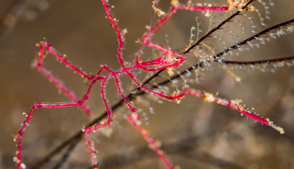 biocuriousdata's tweet photo. Pygnogonids, known as sea spiders, live at the bottom of seas all over the world, where they experience very high pressures and low temperatures. The reason for their slender appearance is that they house their intestines within their legs, which they also use for breathing https://t.co/XSrH0A0JMc