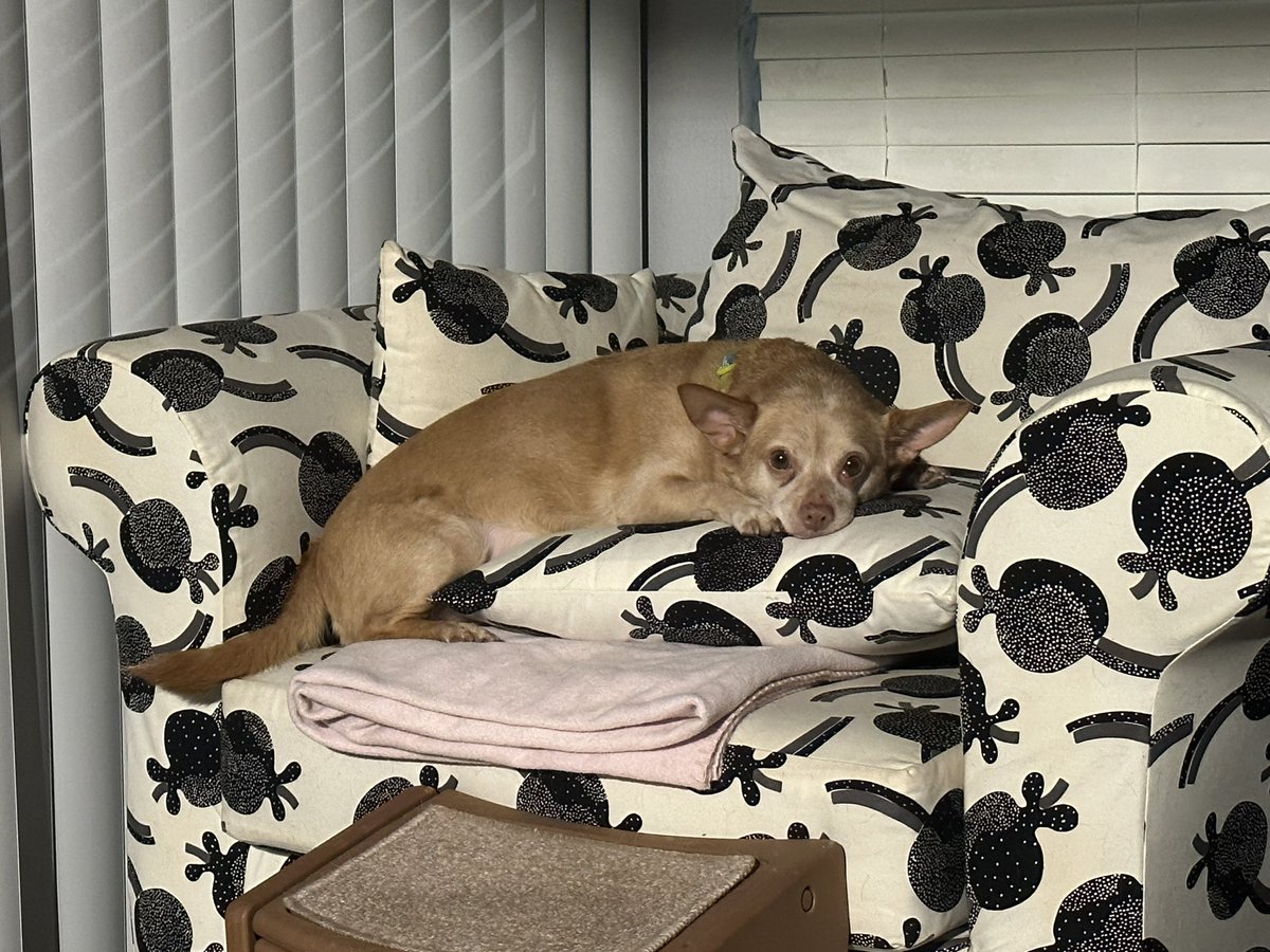 hannahbeev2's tweet photo. Some puppy pictures for everyone ❤️ https://t.co/7tlr6YPO14