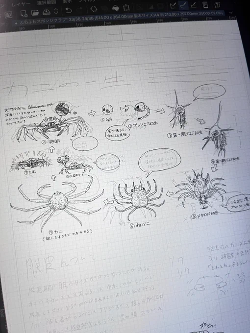 カニZINE用にカニ挿絵を量産中。すでに100点近く描 #カニ展