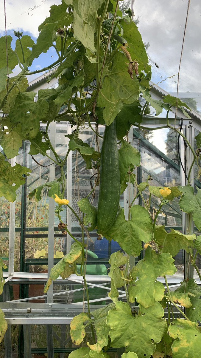 We have a #luffa 😎😁

#allotment #growyourown #allotmentlife