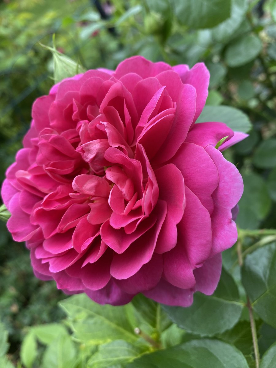 A happy addition for me this year- the Princess Anne rose 🩷
#GardeningX #RoseADay #roses