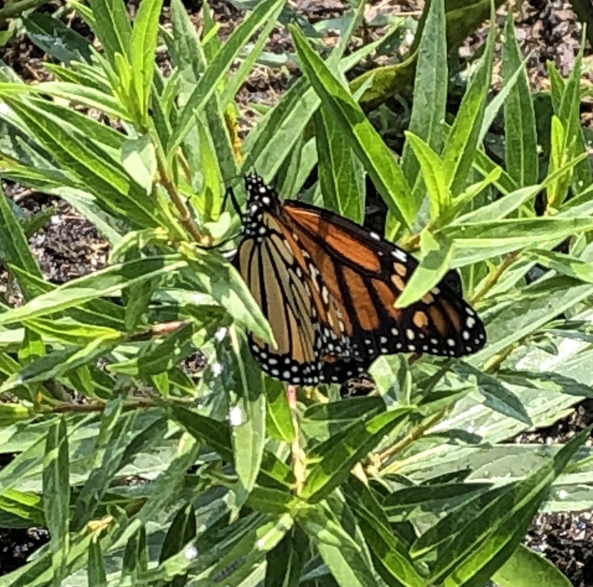 Saw this beautiful Monarch butterfly in the BES garden today while watering our pollinator garden. Maybe she was thirsty!  Come out &amp; visit the garden. You never know what wonderful things await!  <a href="/BucknellElem/">Bucknell Elementary</a>  <a href="/PTABucknell/">Bucknell Elementary PTA</a> <a href="/fcpsGet2Green/">FCPS Get2Green</a> @ArcadiaFood