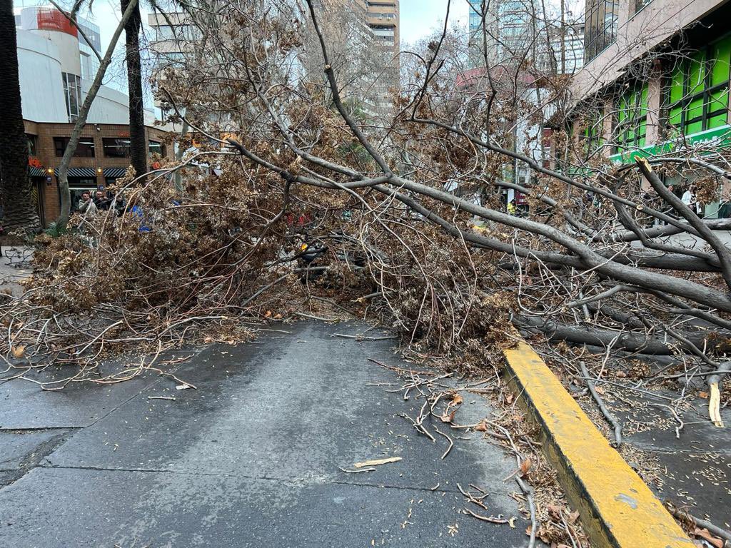 sdazar's tweet photo. Providencia es un peligro con los árboles sin mantencion, en invierno se caen por el viento y en verano se caen los ganchos por el calor y el peso. @Muni_provi es una ruleta rusa que te caiga un árbol. https://t.co/cSSiuMWVLK