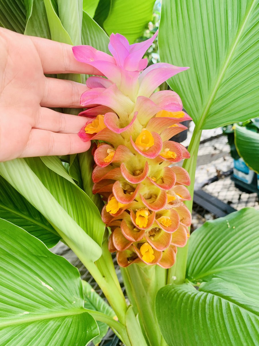 Also adding some gingers, curcumas to the tropical area of my yard …mixed in with lady palms and shell ginger …
So many choices !!! 
#gingers #curcuma #GardeningX #floridagardening #tropicalgardening 
#plants