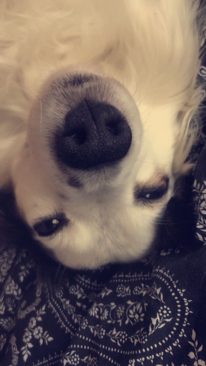 The John Reen Jog On Radio Show is back tonight from 7pm on <a href="/maritimeLDN/">Maritime Radio</a> Tonight, along with the normal nonsense, John’s asking :- What do you chat to your dog about?  That’s the last time I leave my phone unlocked around him!  #maritimeldn #Jogonradioshow