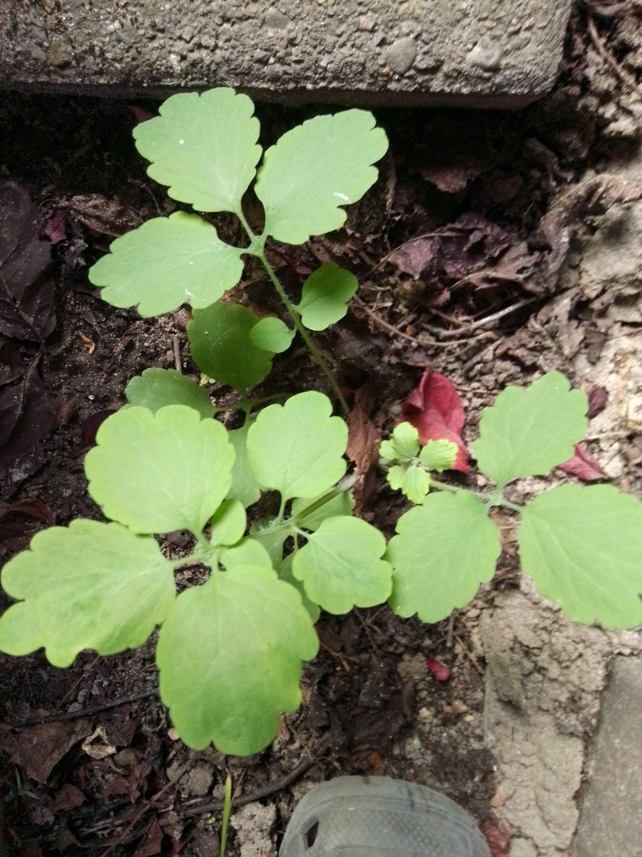 BenMittelmass's tweet photo. Weiß jemand aus der #Gartenbubble was das ist? https://t.co/LniLVwuITv