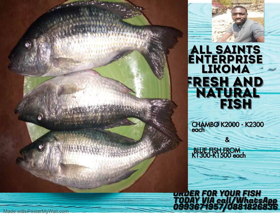 MusachiChristo1's tweet photo. Order with us feel the real fish from the lake😊😊😊 nsomba yochokera pa island 🏝️🏝️ https://t.co/JsZ61YVRm4