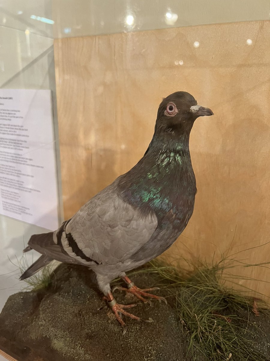 Wild at heart!
.
Some fantastic museum exploring during this summer holidays ❤️
We particularly love <a href="/derbymuseums/">Derby Museums</a> derby museum and art gallerys nature section.
.
And it’s freeee! 
.
#lovederby #familydayout #derbymuseum #lovenature #wildatheart